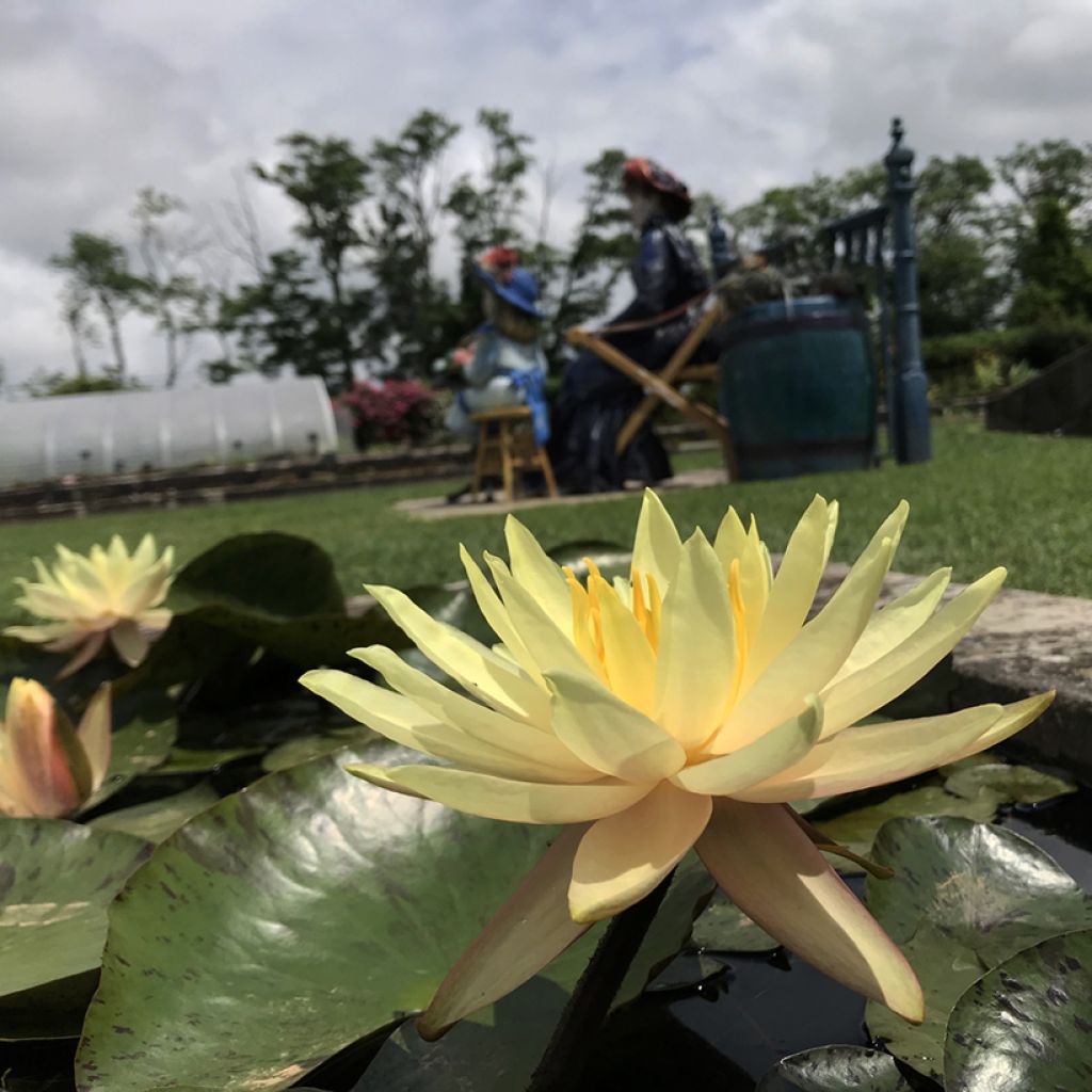 Nenúfar Texas Dawn - Nymphaea