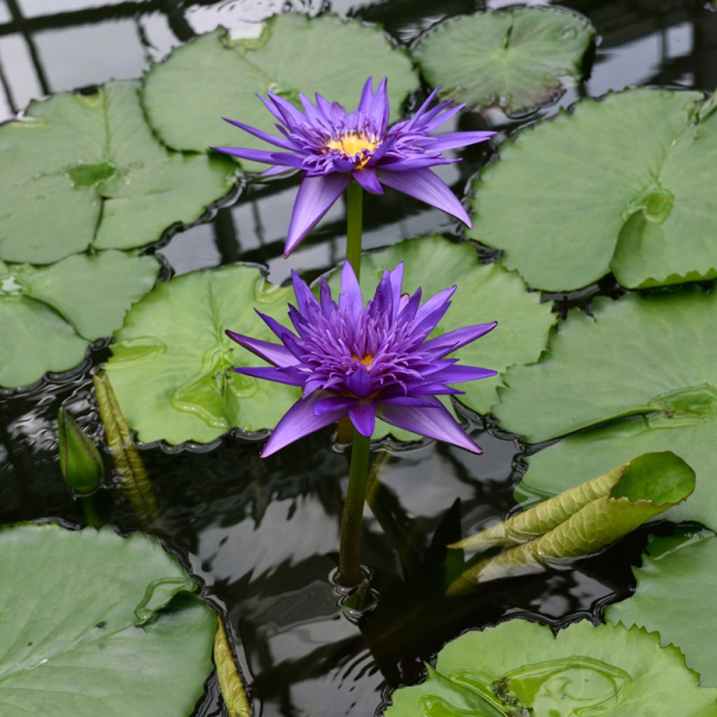 Nenúfar Tina - Nymphaea