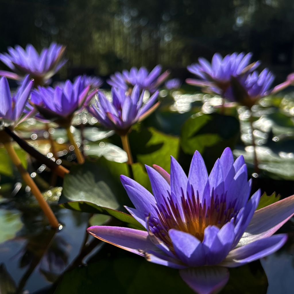 Nenúfar Tina - Nymphaea