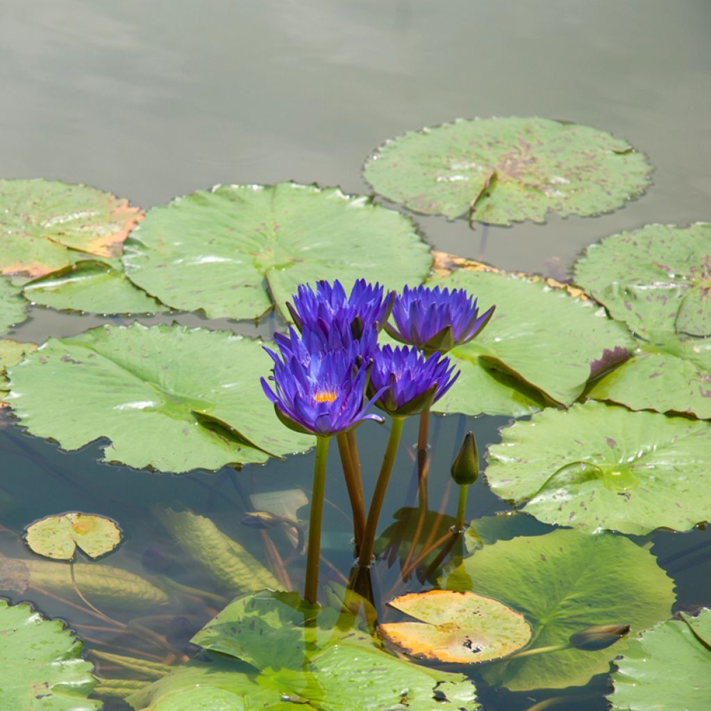 Nenúfar Tina - Nymphaea