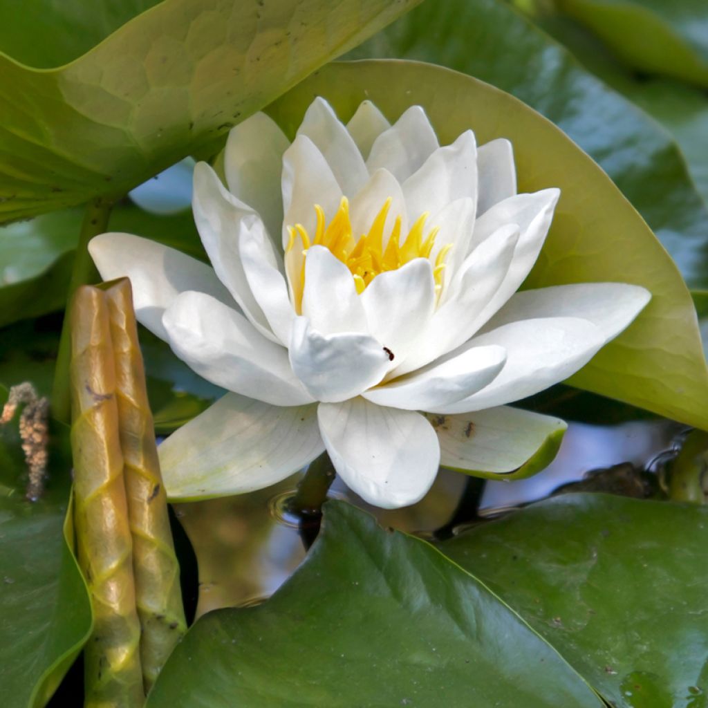 Nenúfar Virginalis - Nymphaea