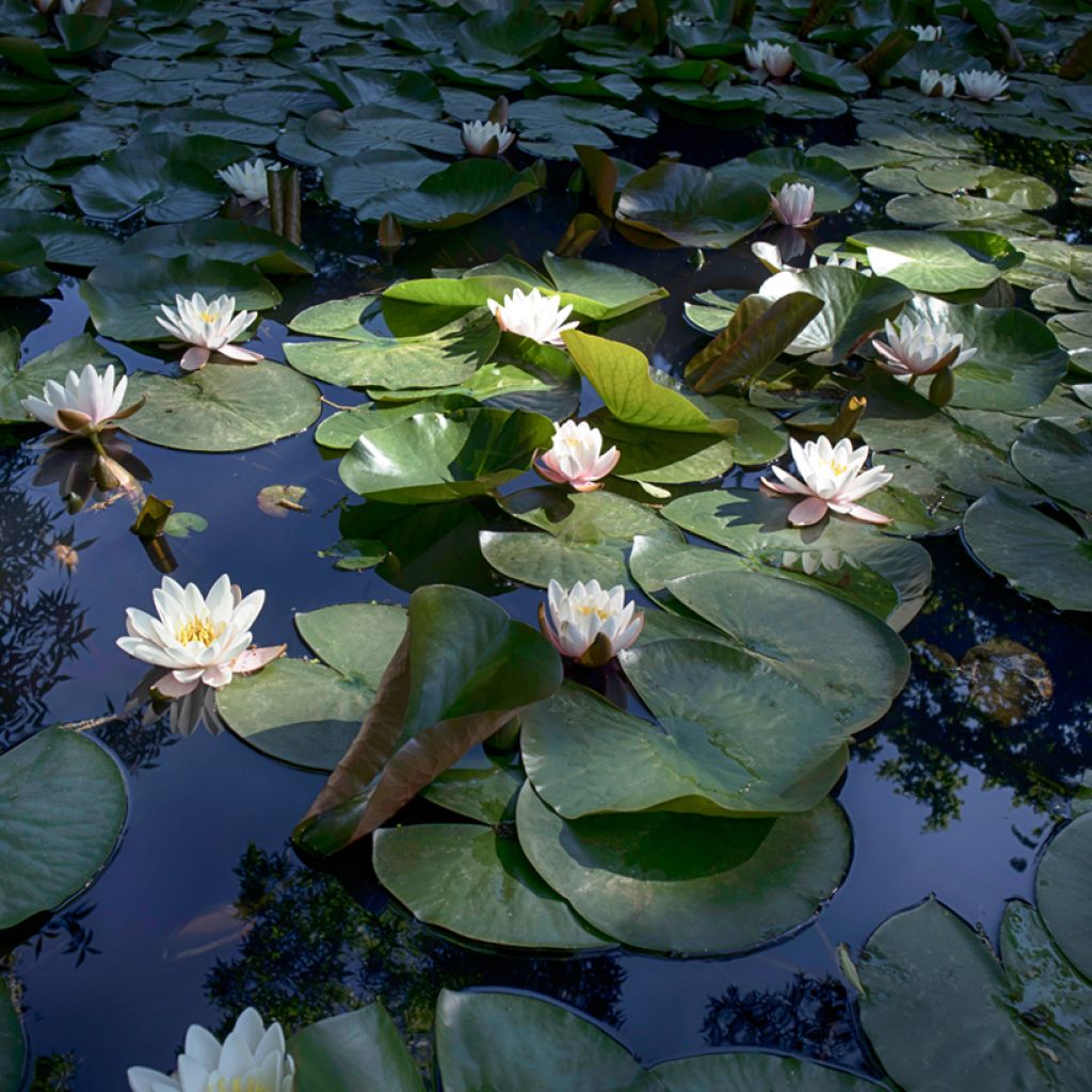 Nenúfar Virginalis - Nymphaea