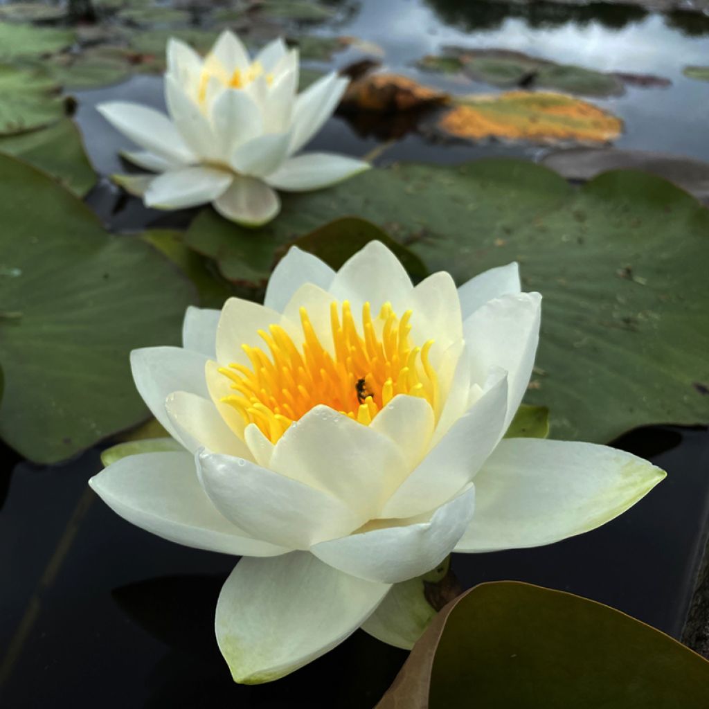 Nenúfar Virginalis - Nymphaea