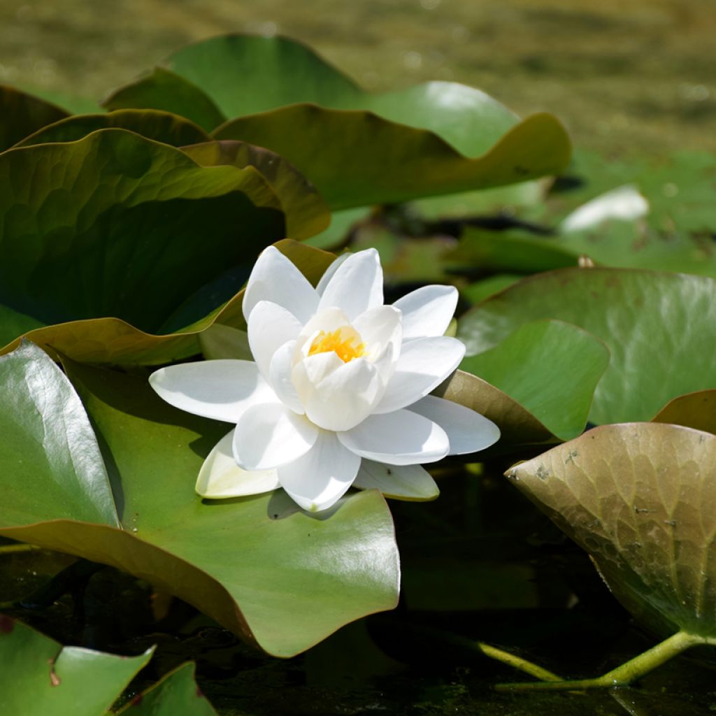 Nenúfar Walter Pagels - Nymphaea