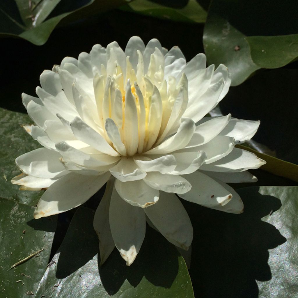 Nenúfar White 1000 Petals - Nymphaea