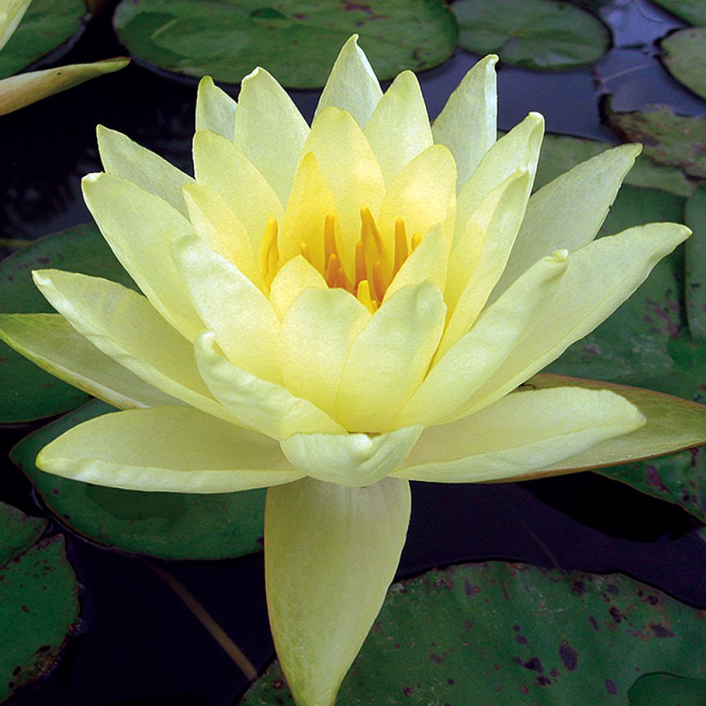 Nenúfar Yellow Enigma - Nymphaea