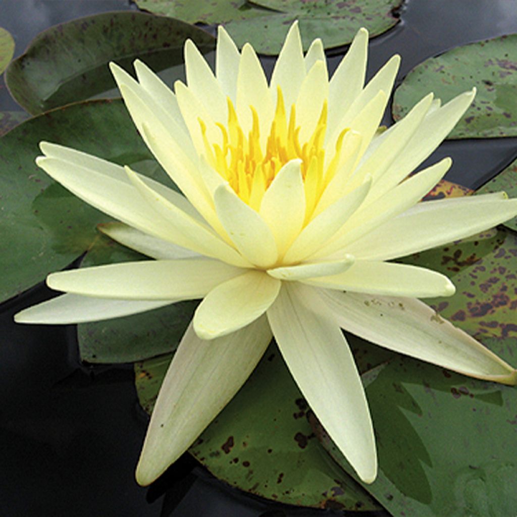 Nenúfar Yellow Queen - Nymphaea