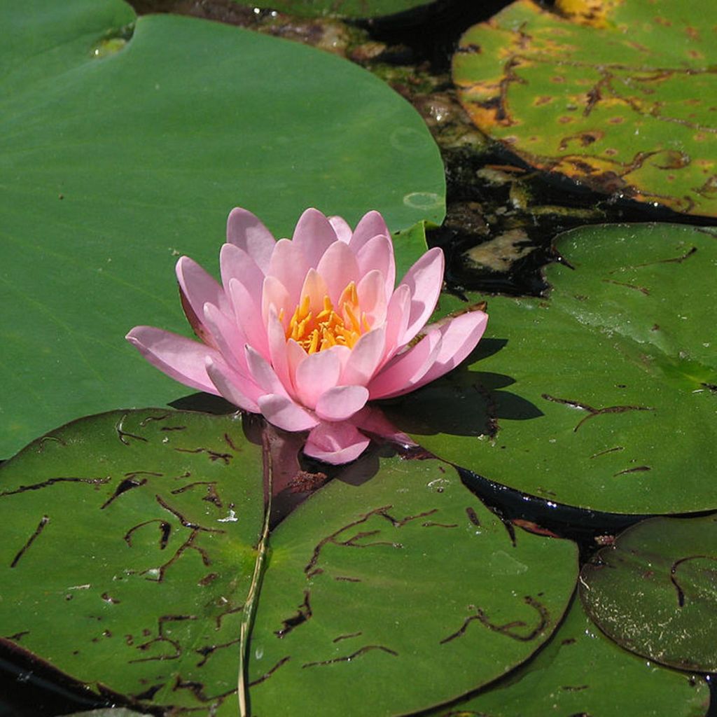 Nymphaea Fabiola - Nénuphar rose