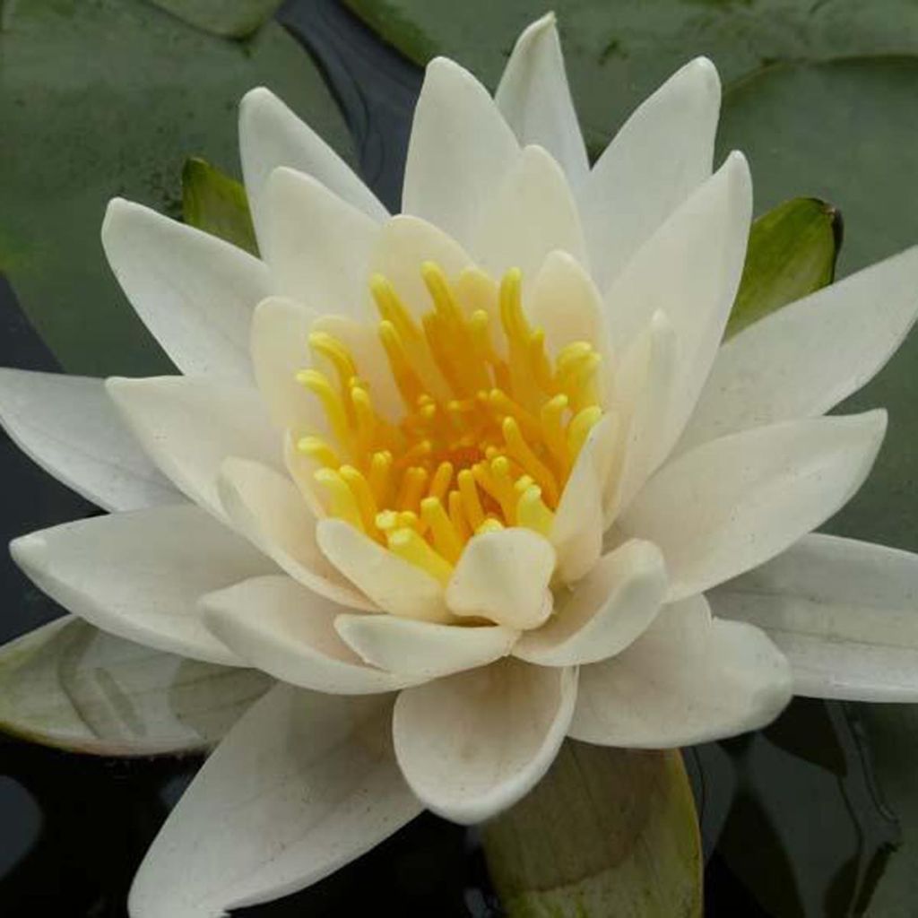 Nymphaea tetragona - Nénuphar nain blanc