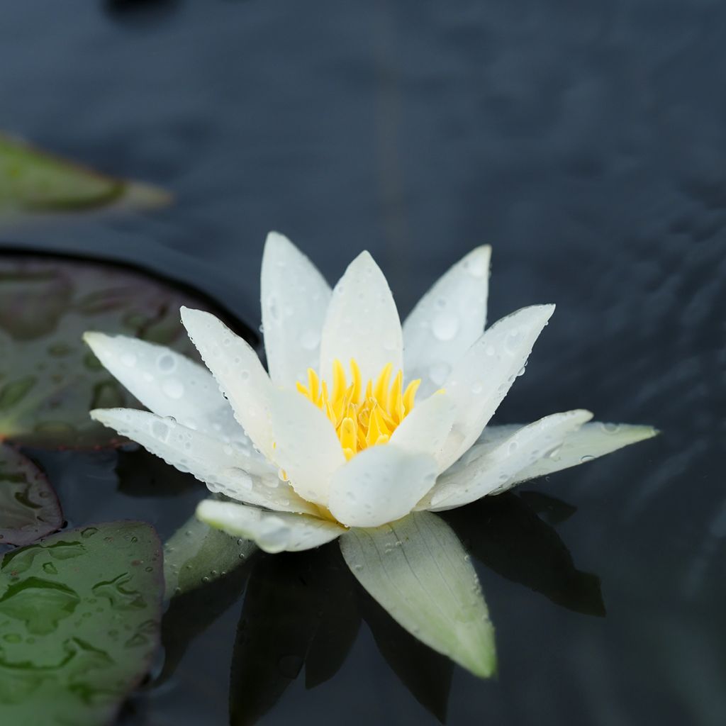 Nenúfar tetragona - Nymphaea