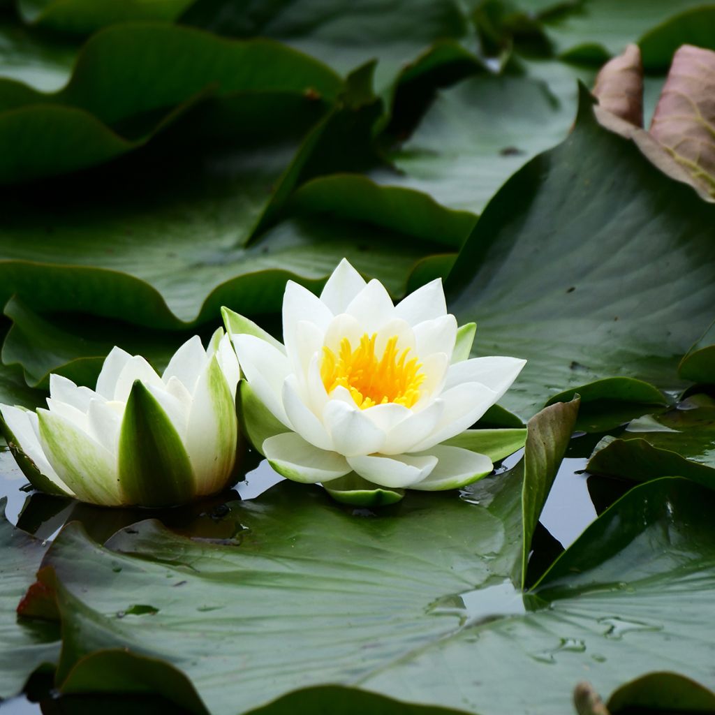 Nenúfar tetragona - Nymphaea