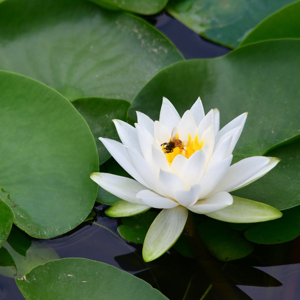 Nenúfar tetragona - Nymphaea