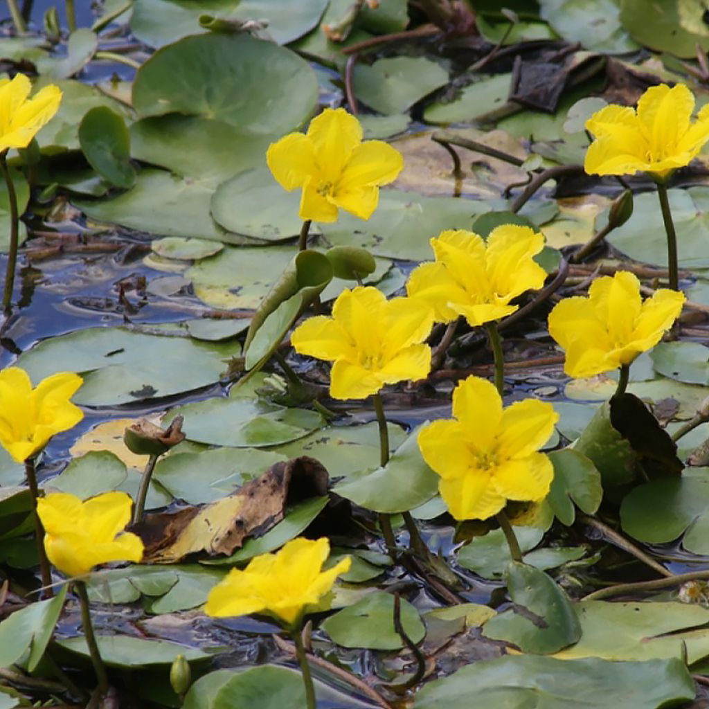 Nymphoides peltata - Falso nenúfar amarillo