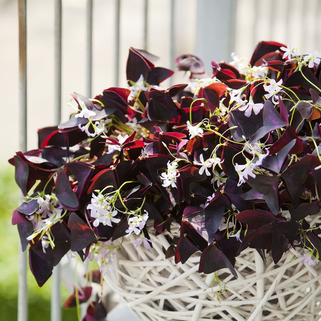 Oxalis triangularis - Trèfle pourpre