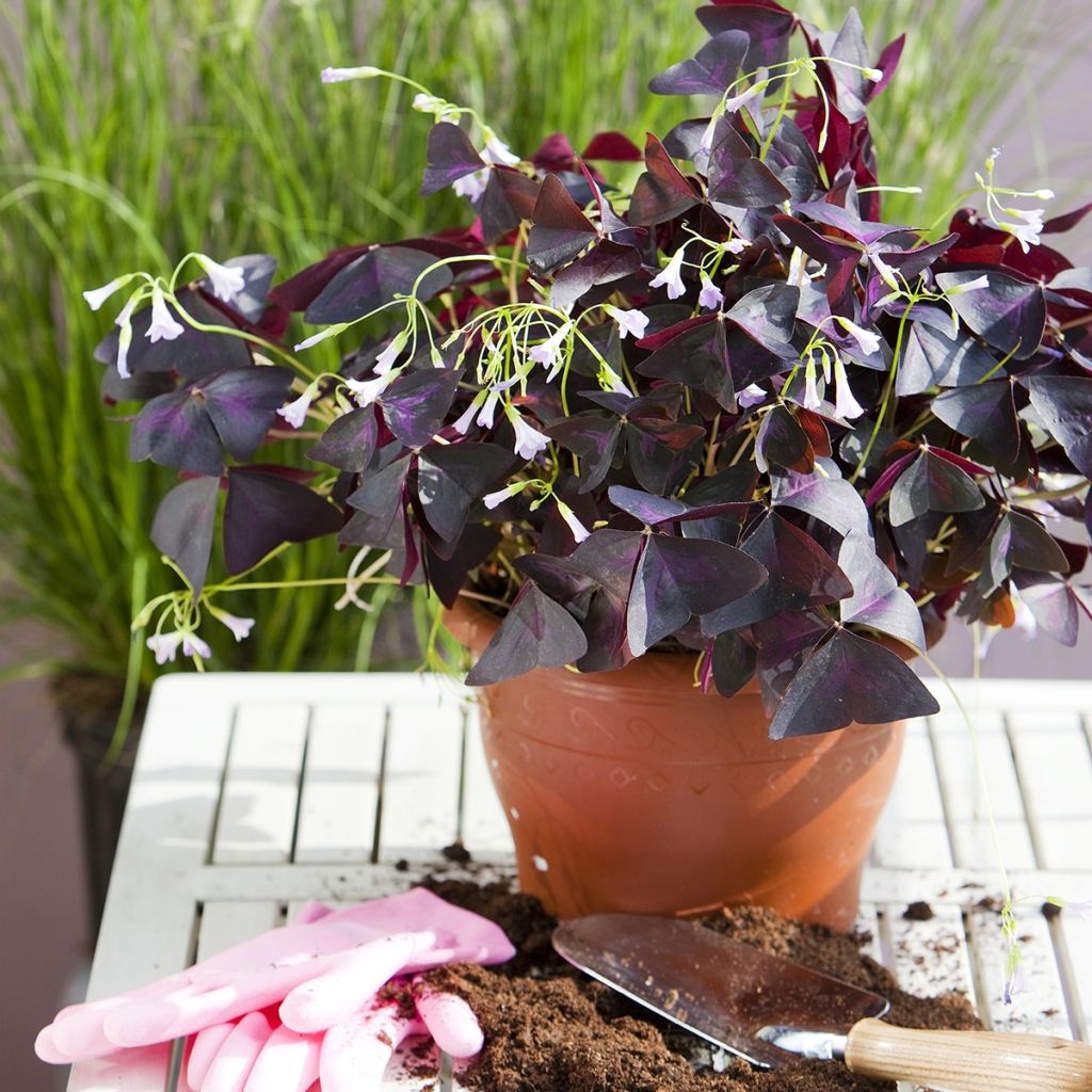 Oxalis triangularis - Trèfle pourpre