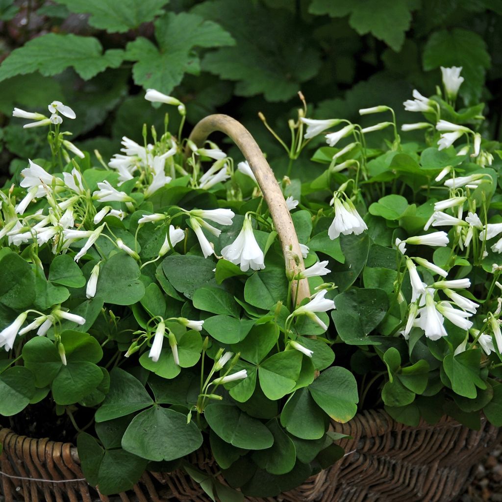 Oxalis triangularis ssp.papilionacea - Oxalis triangulaire