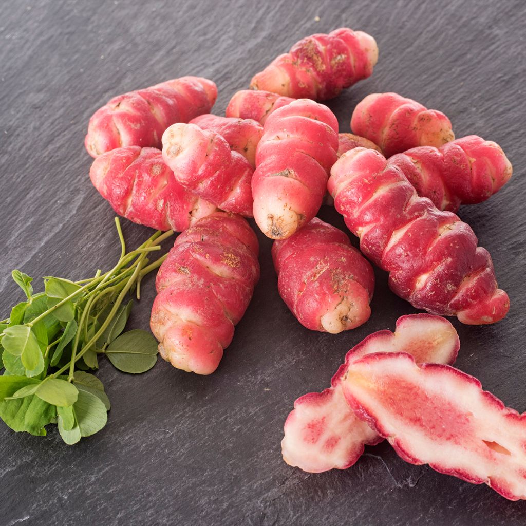 Oca du Pérou - truffette acide