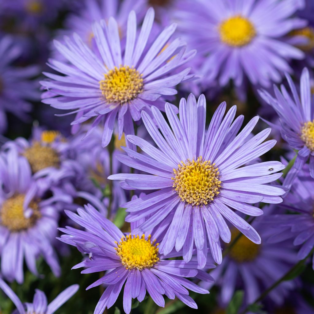 Aster amellus Grunder