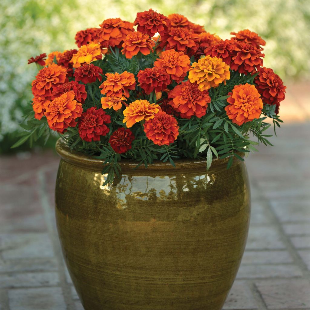 Oeillet d'Inde Fireball - Tagetes (x) patula