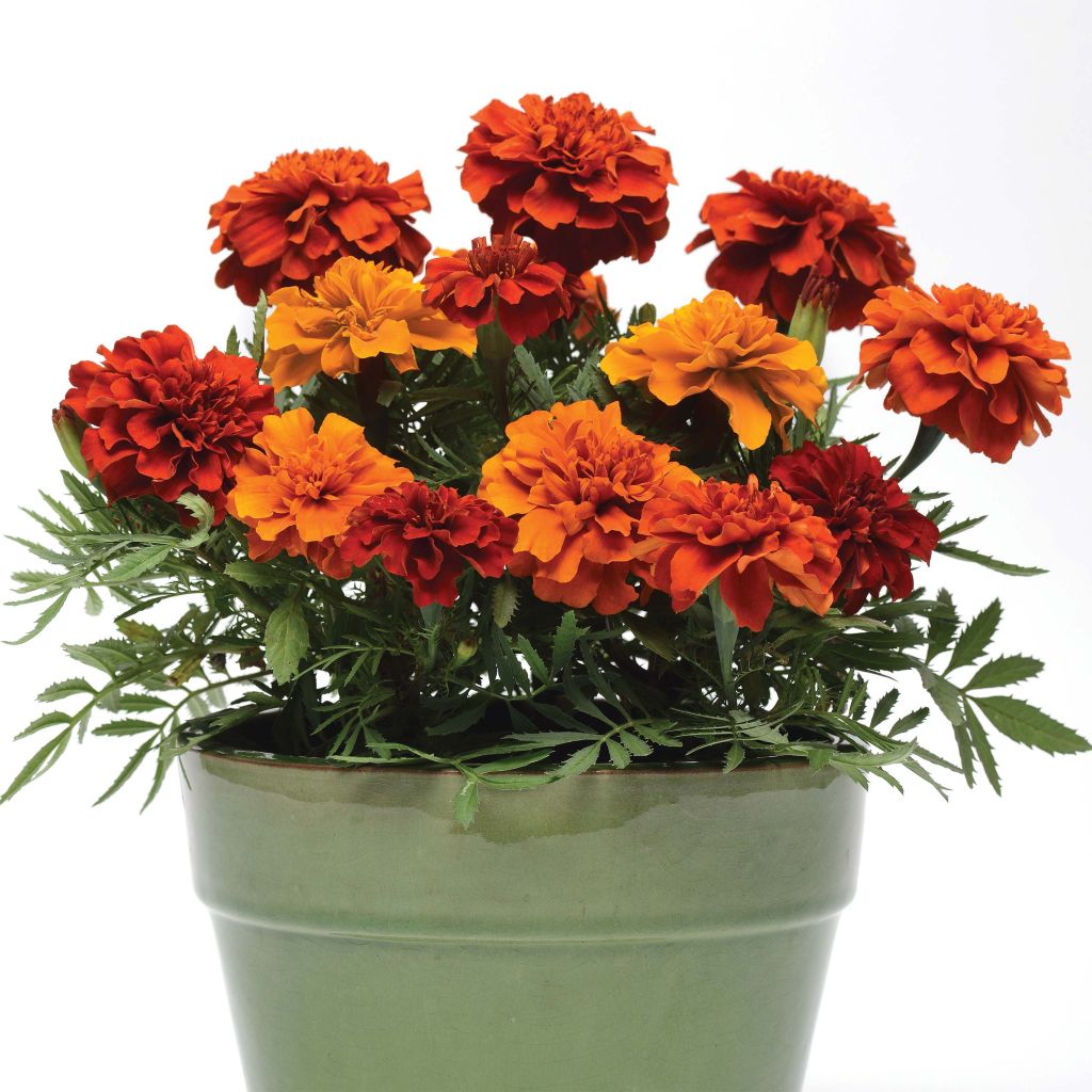 Oeillet d'Inde Fireball - Tagetes (x) patula