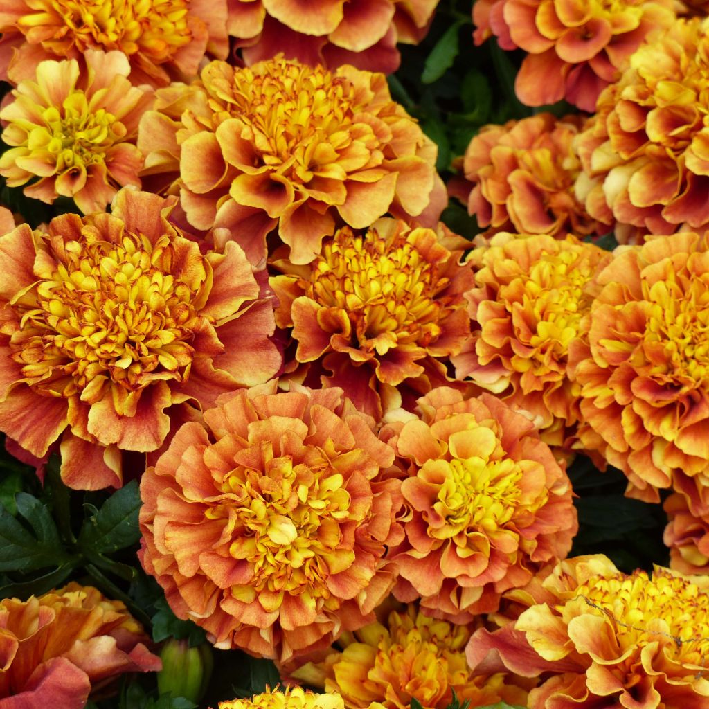 Graines d'oeillet d'Inde Strawberry Blonde - Tagetes (x) patula