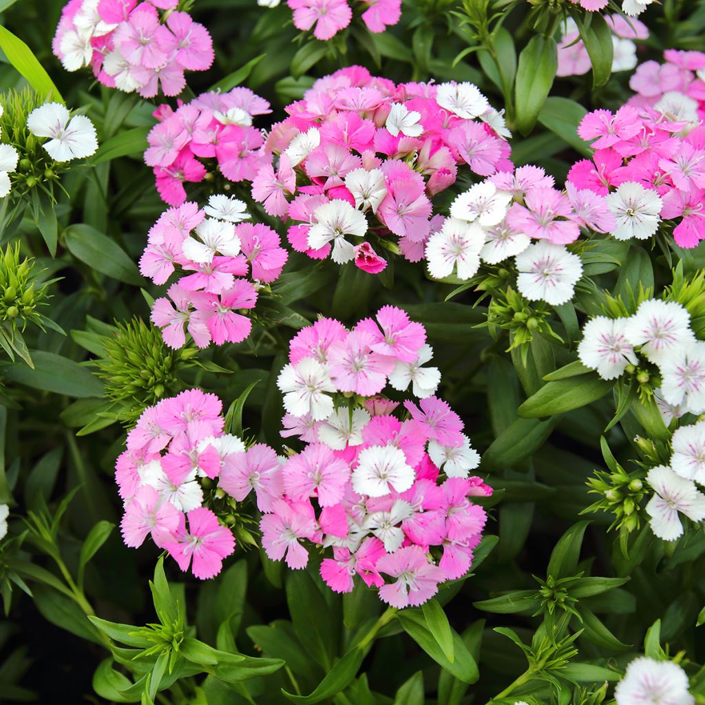 Clavel del poeta Jolt Pink Magic - Dianthus barbatus