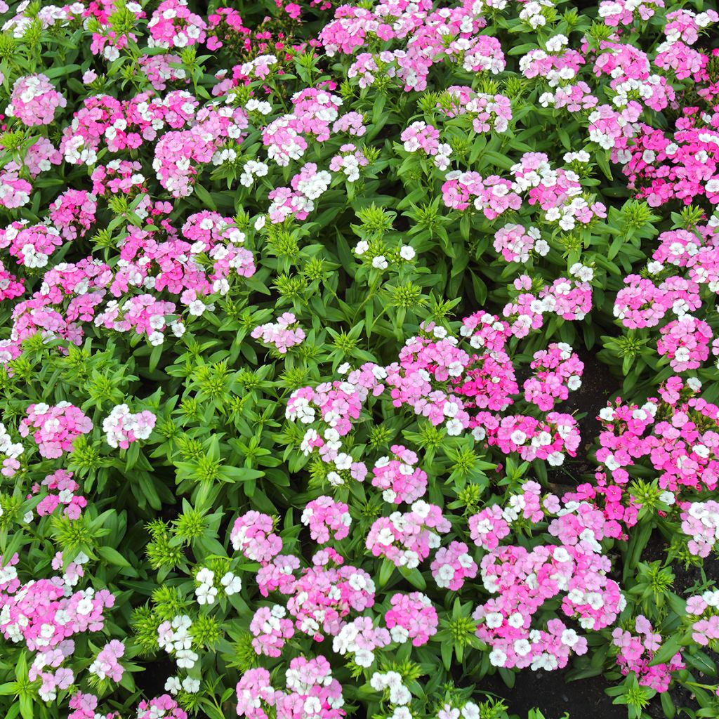 Clavel del poeta Jolt Pink Magic - Dianthus barbatus