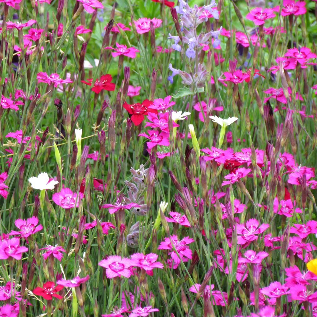 Clavellina - Dianthus deltoides Micro Chips