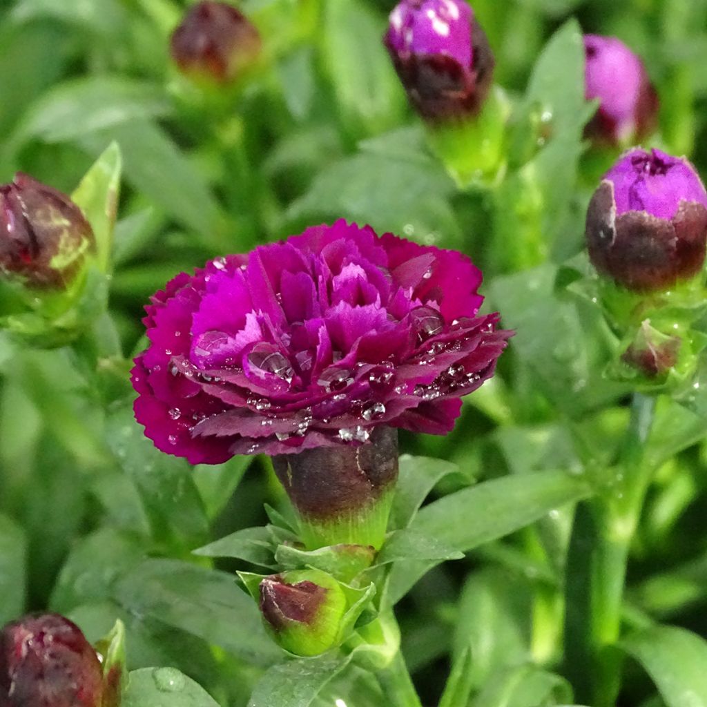 Dianthus Sunflor Beetle - Clavel