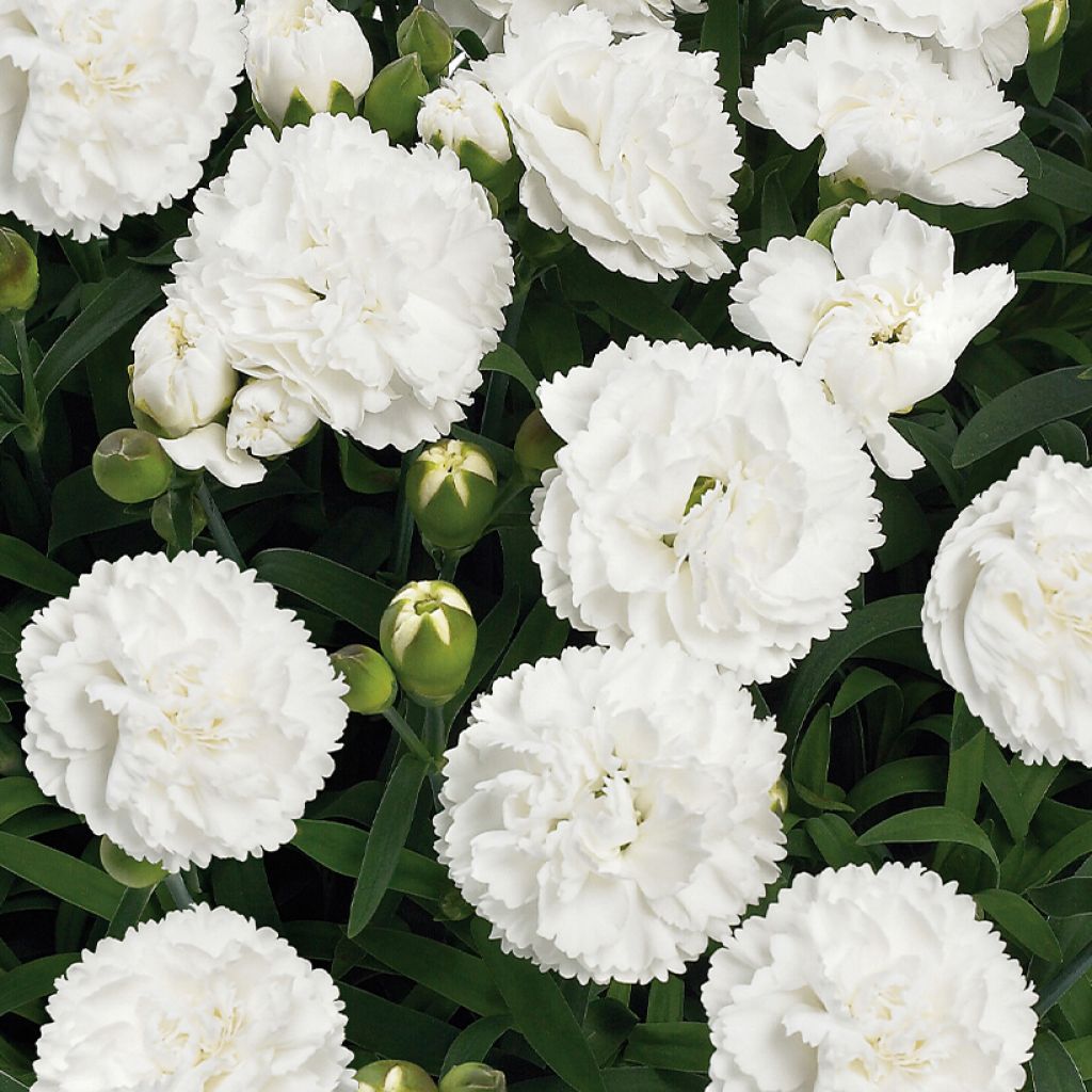 Dianthus Sunflor Cosmos - Clavel