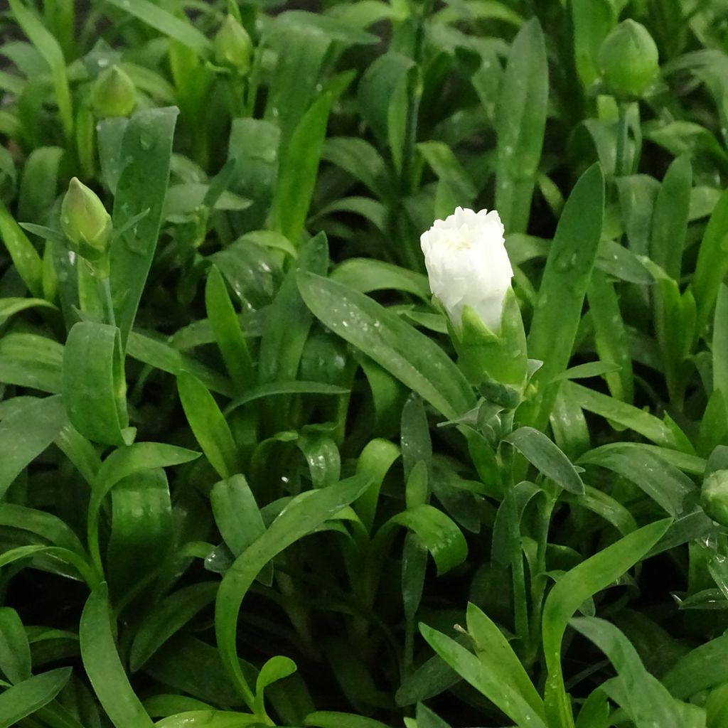 Dianthus Sunflor Cosmos - Clavel