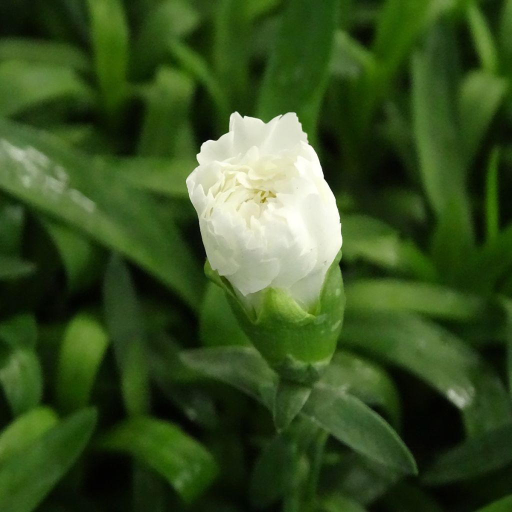 Dianthus Sunflor Cosmos - Clavel