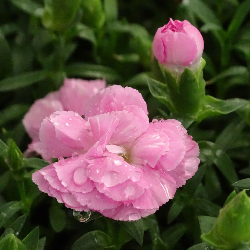 Dianthus Sunflor Evert - Clavel