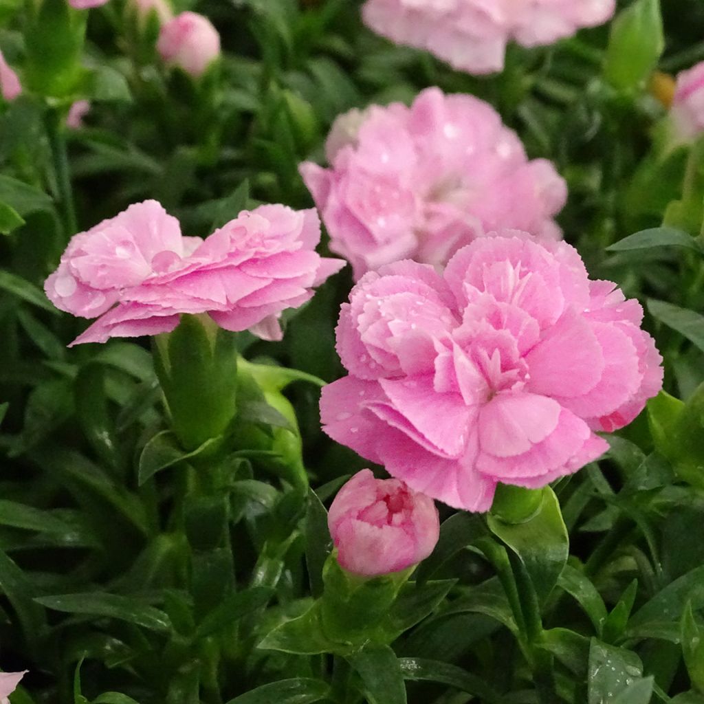 Dianthus Sunflor Evert - Clavel