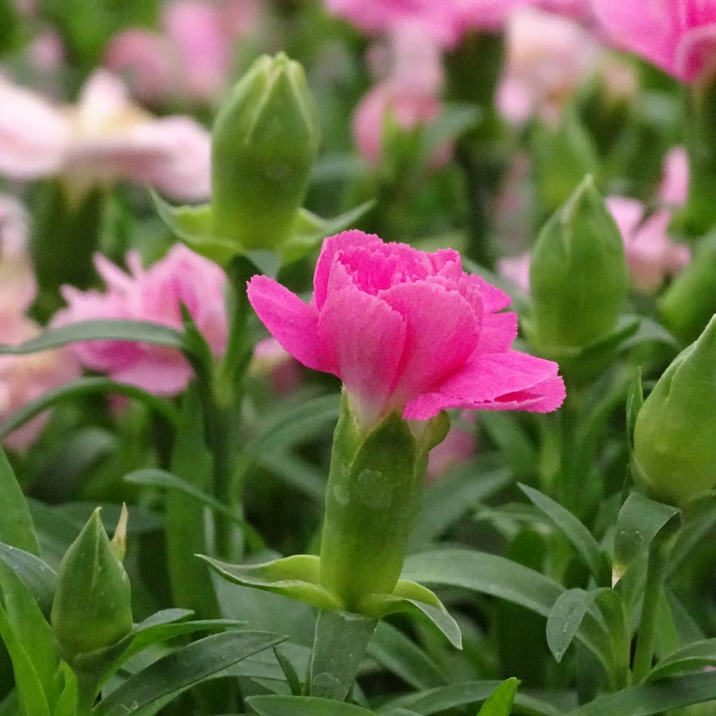 Dianthus Sunflor Evert - Clavel