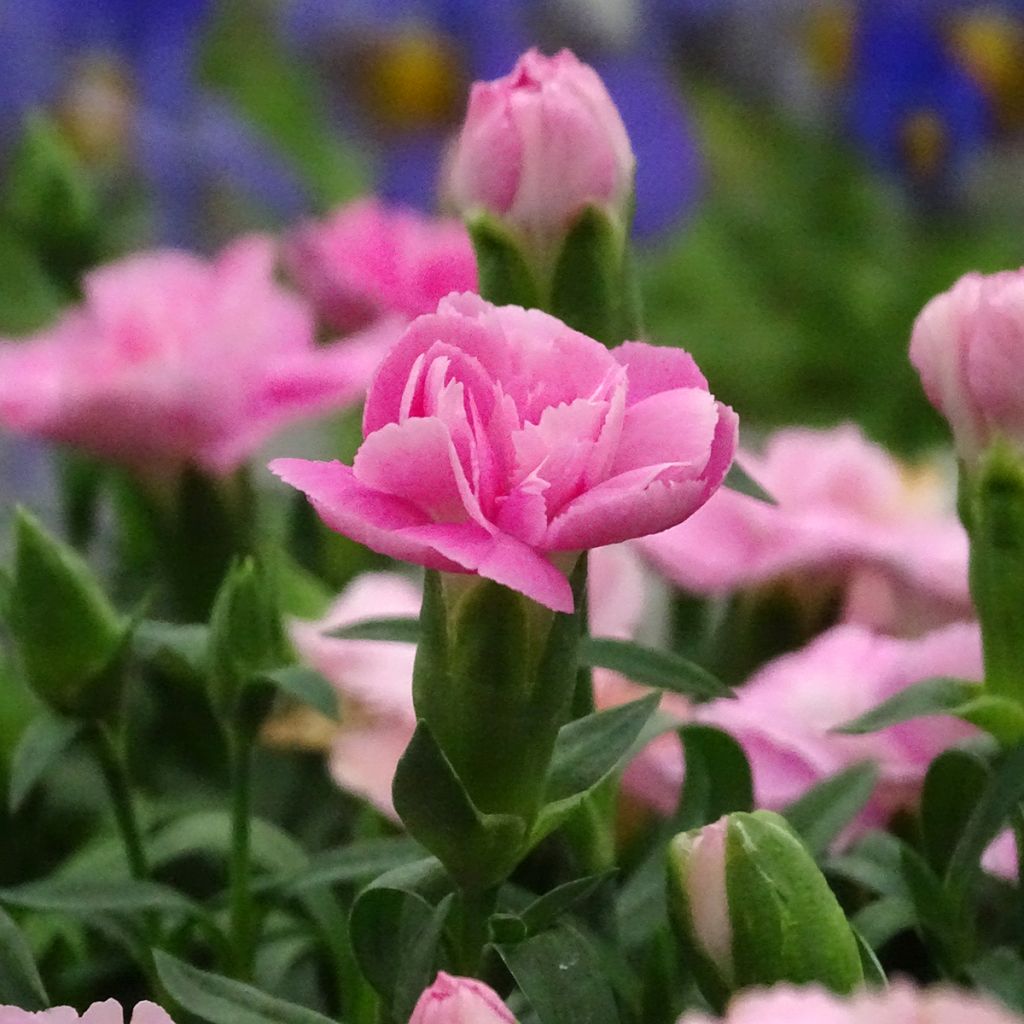 Dianthus Sunflor Evert - Clavel