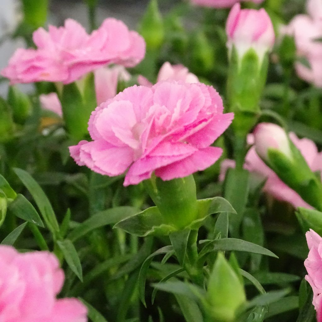 Dianthus Sunflor Evert - Clavel