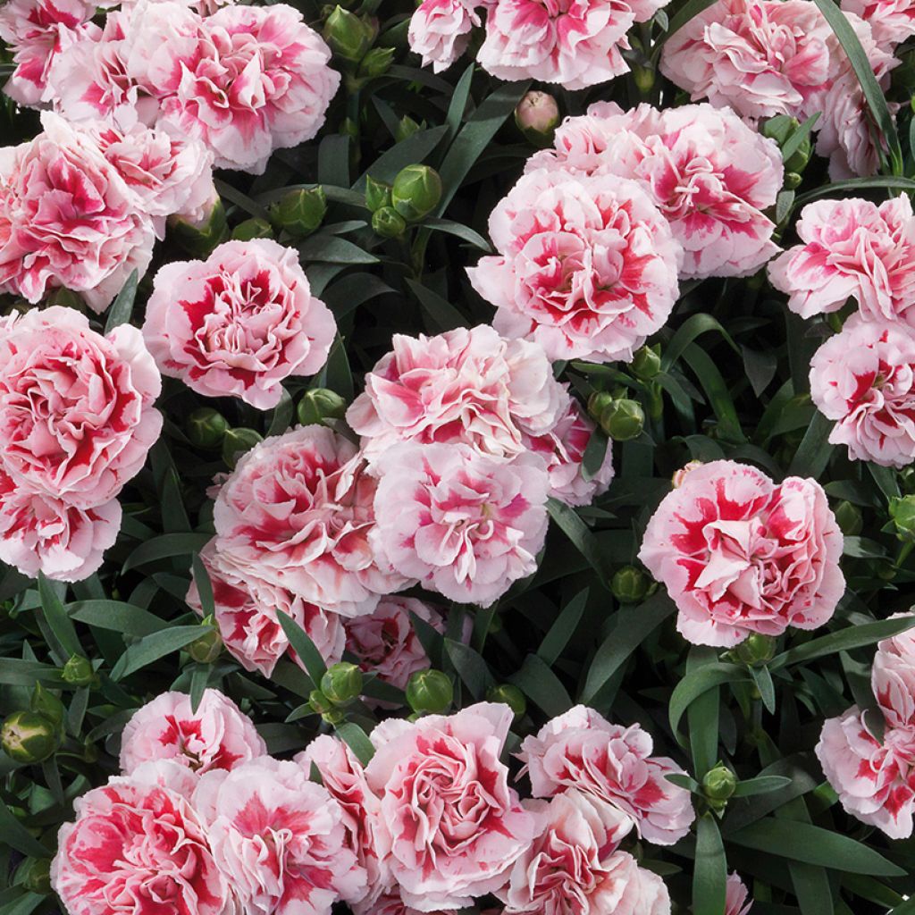 Dianthus Sunflor Megan - Clavel