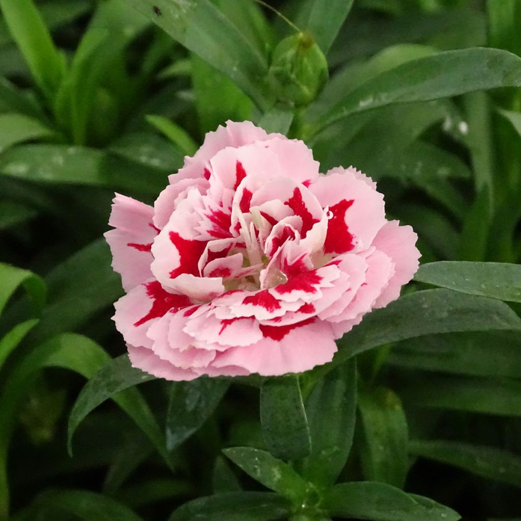 Dianthus Sunflor Megan - Clavel