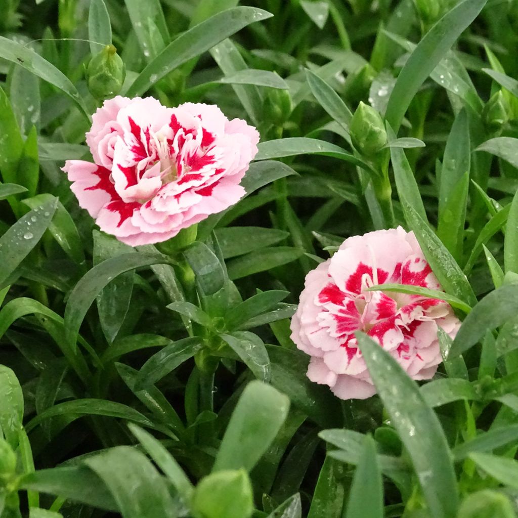 Dianthus Sunflor Megan - Clavel