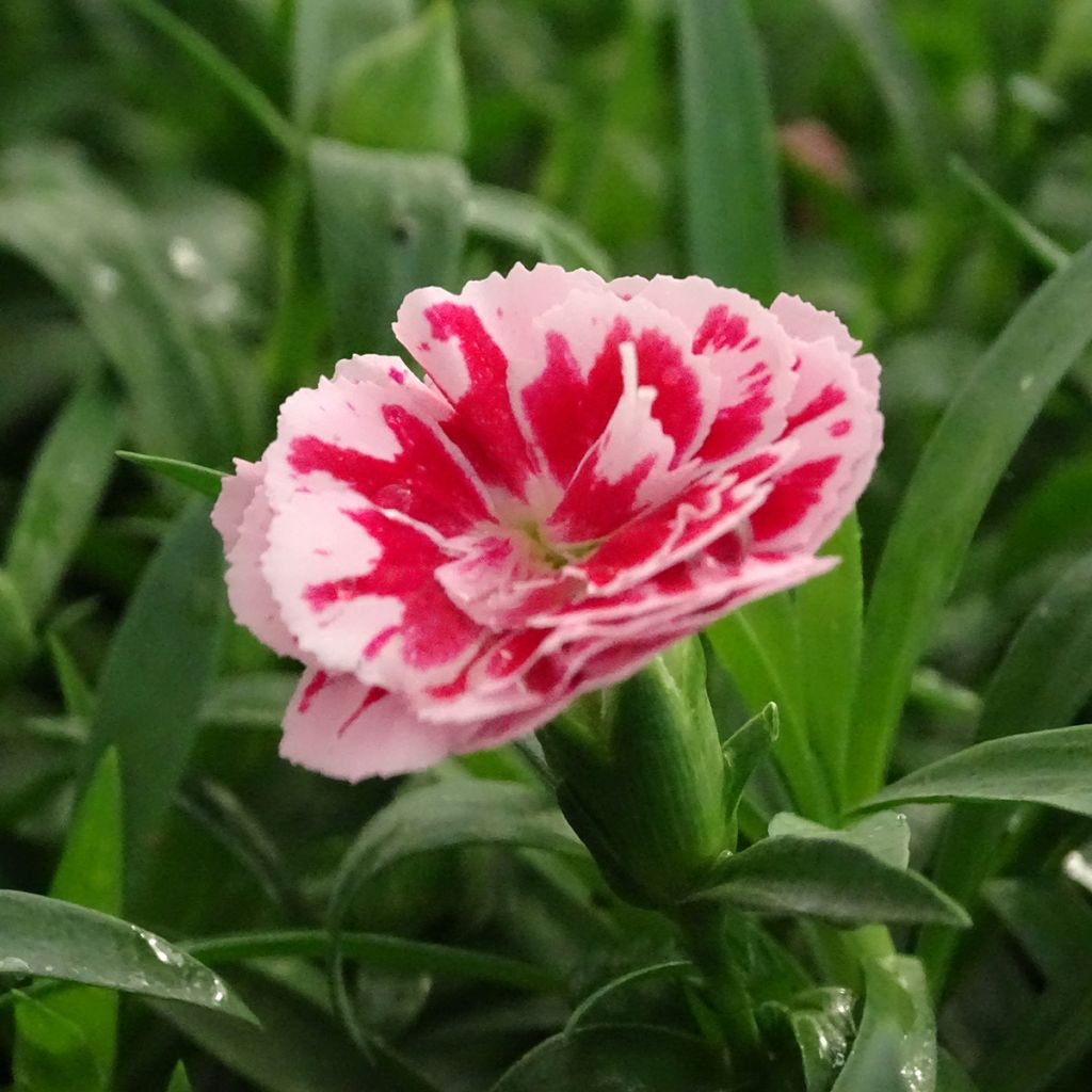 Dianthus Sunflor Megan - Clavel