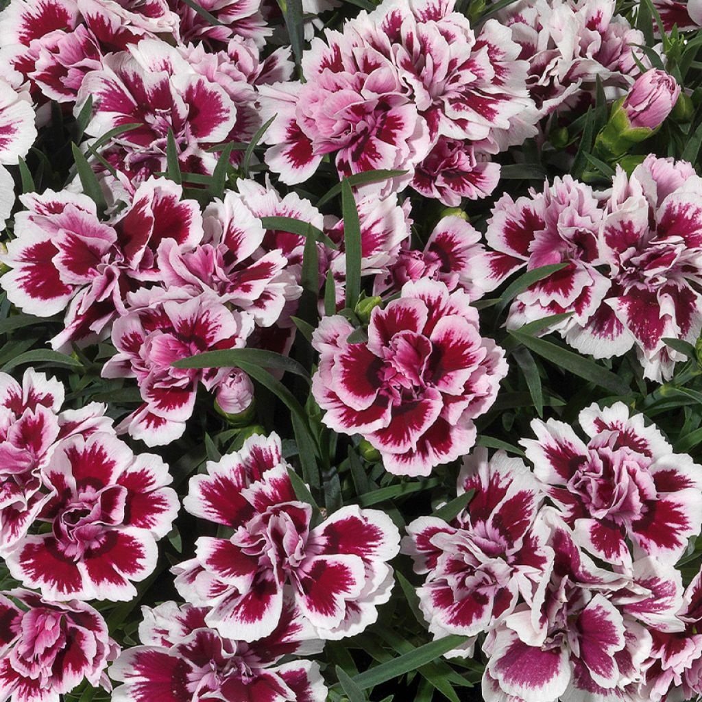 Clavel del poeta Sunflor Red Esta - Dianthus barbatus