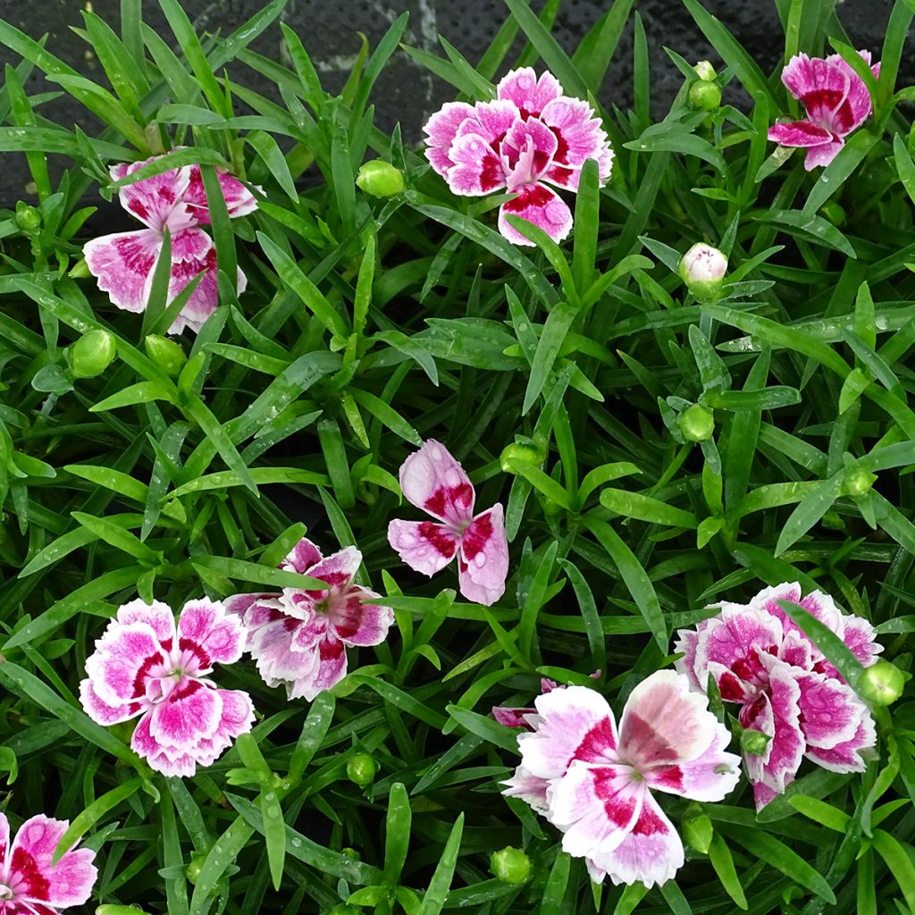 Clavel del poeta Sunflor Red Esta - Dianthus barbatus