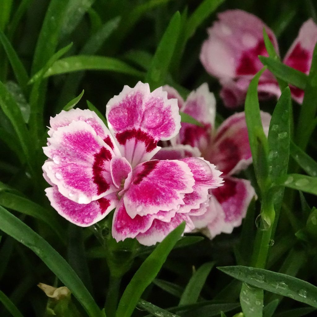 Clavel del poeta Sunflor Red Esta - Dianthus barbatus