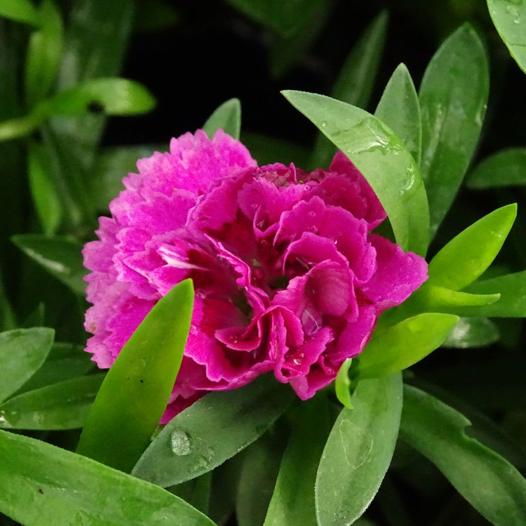 Dianthus Sunflor Sinclair - Clavel