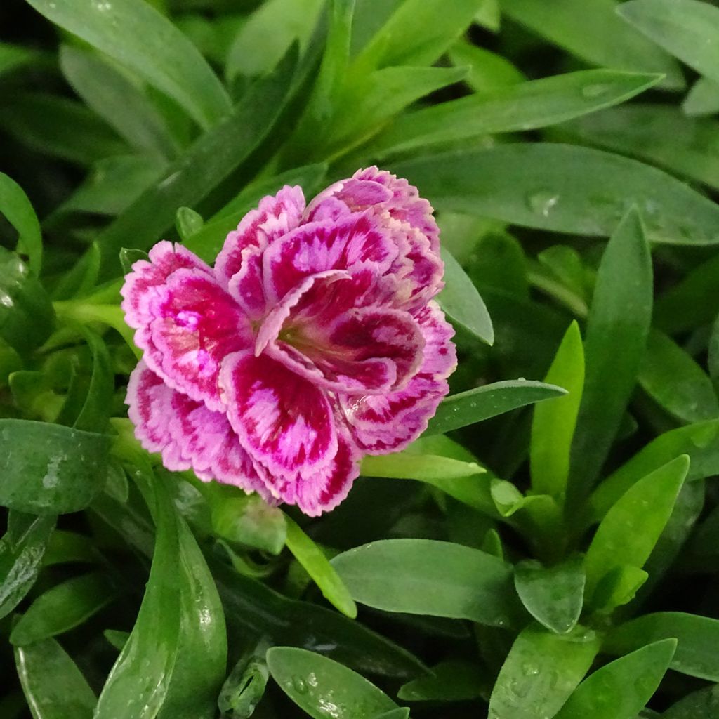 Dianthus Sunflor Sinclair - Clavel