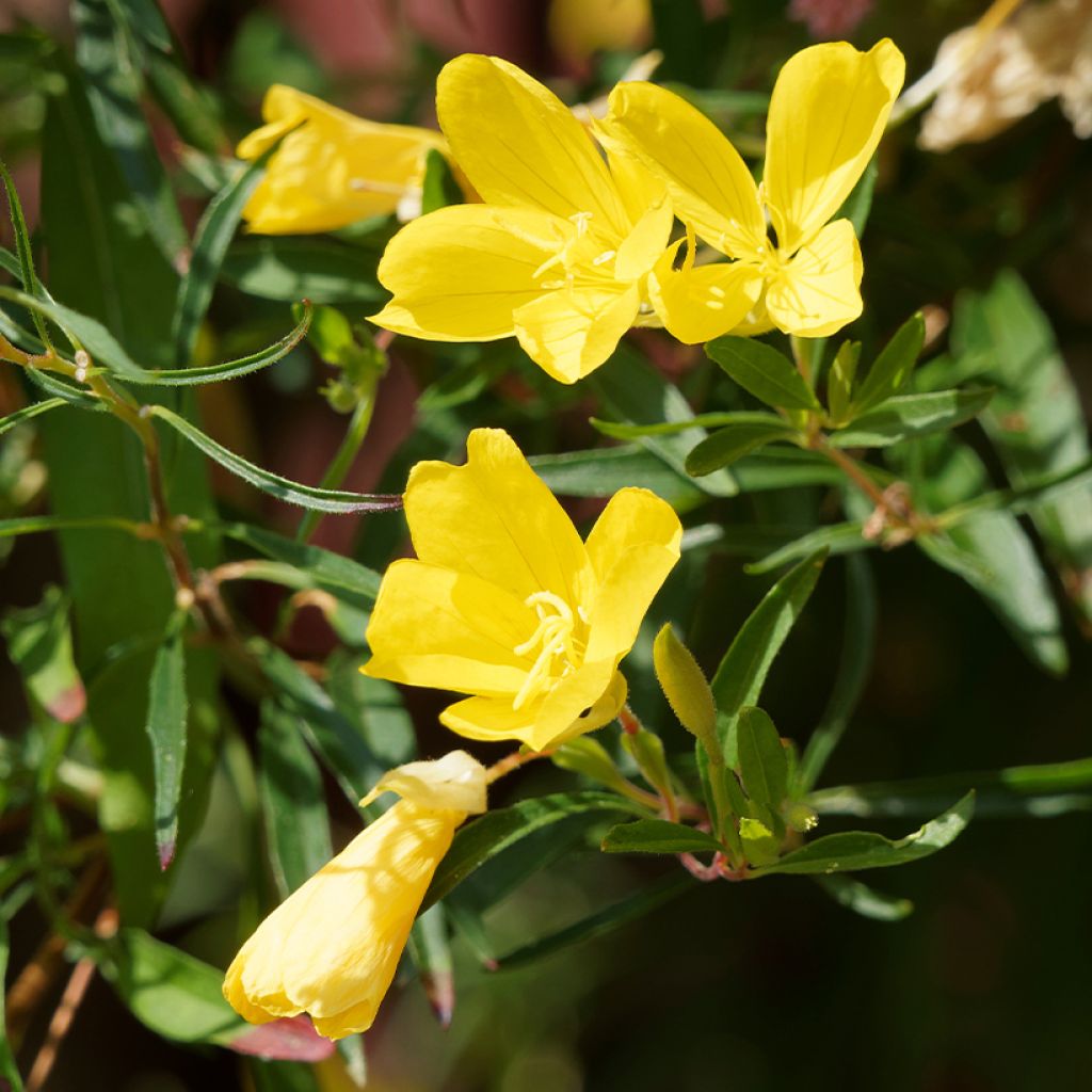 Oenothera fruticosa African Sun - Onagra