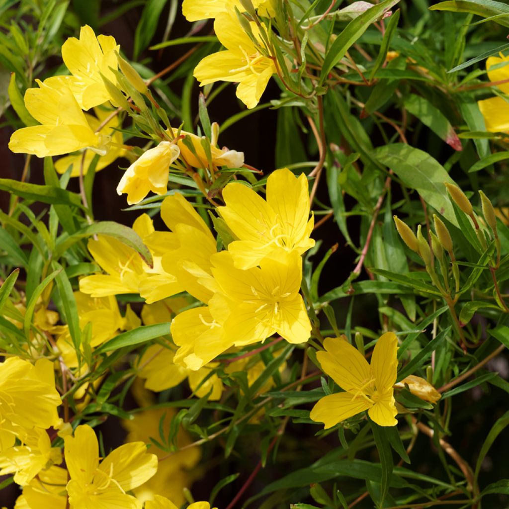 Oenothera fruticosa African Sun - Onagra