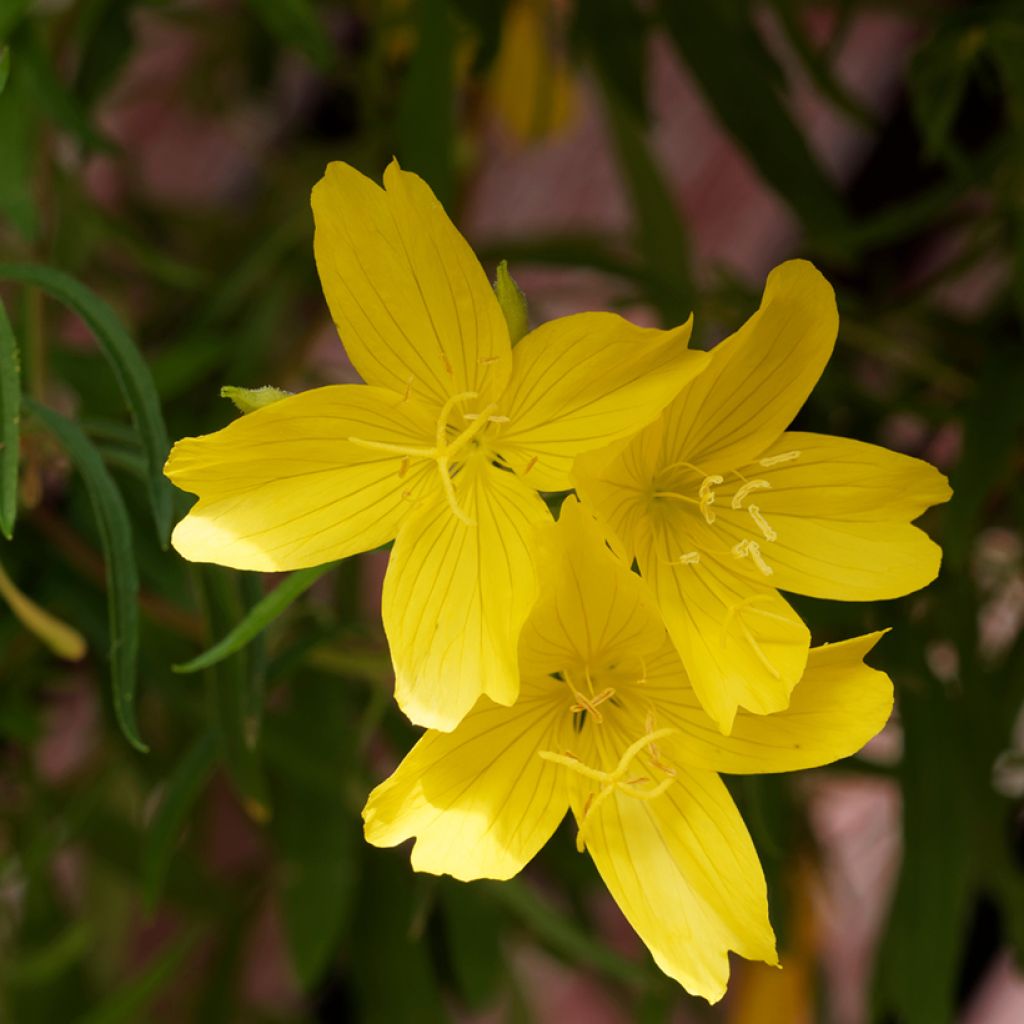 Oenothera fruticosa African Sun - Onagra