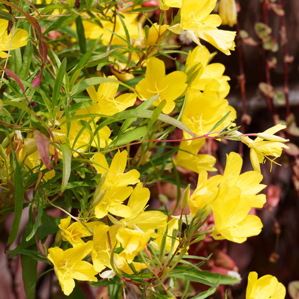 Oenothera fruticosa African Sun - Onagra